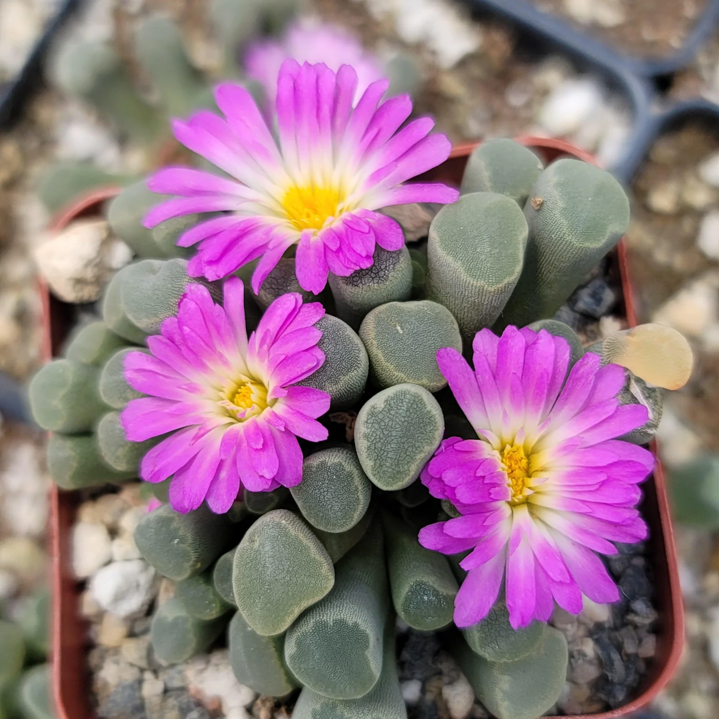 Frithia pulchra