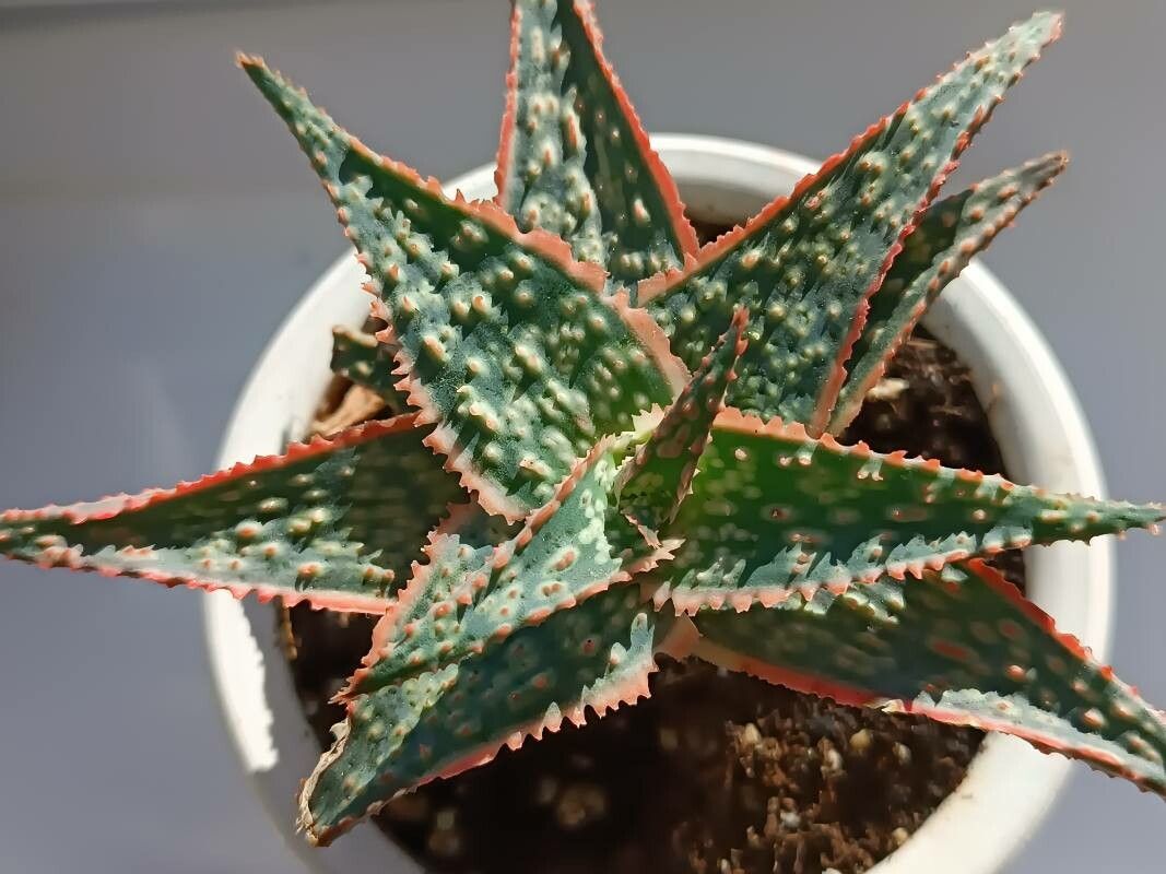 Aloe rauhii reynold