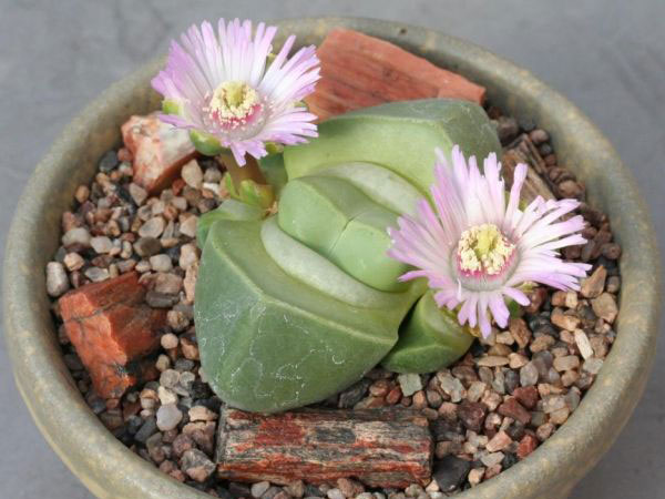 Didymaotus