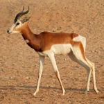 dama-gazelle-male_1445x.jpg