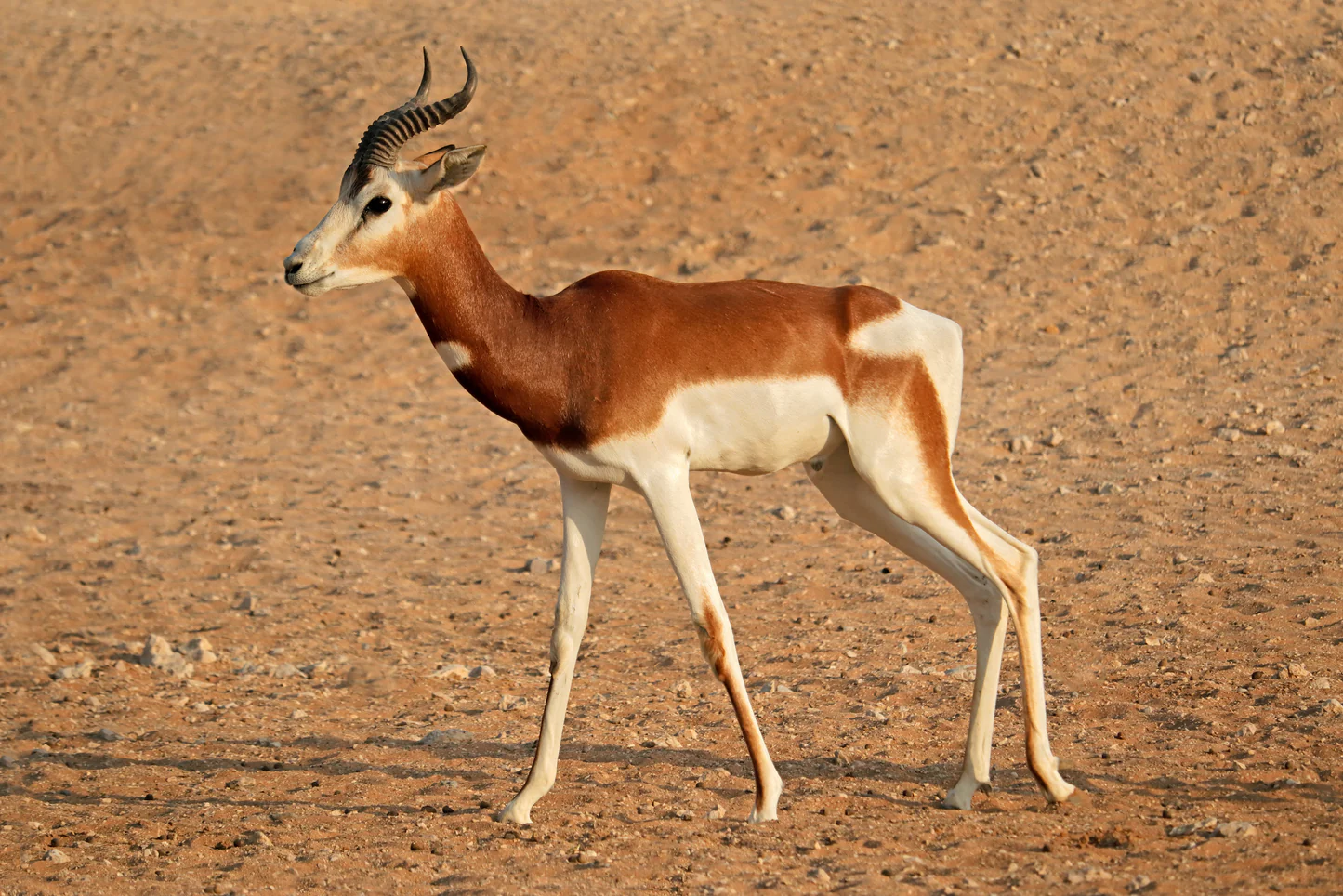 Gazela dama