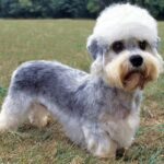 dandie-dinmont-terrier_1200x1200