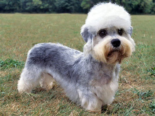 Dandie dinmont terrier