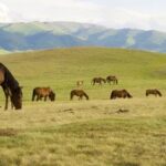 depositphotos_2836010-stock-photo-kazakh-horse