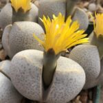 dinteranthusWilmotianus1483_09Flowering