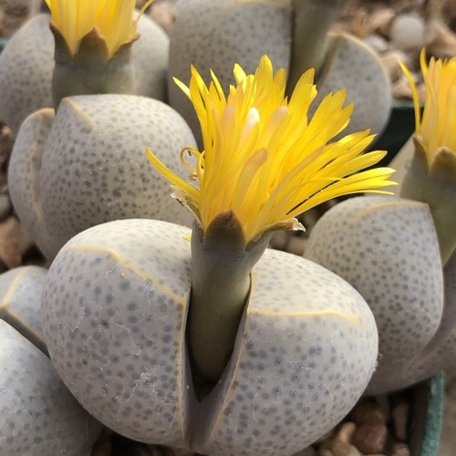 Dinteranthus wilmotianus