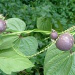 dioscoreabulbiferabulbifera38