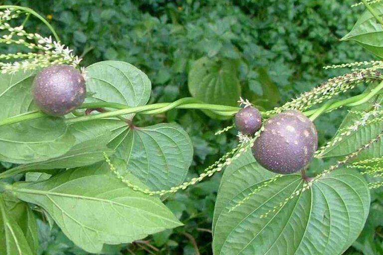 dioscoreabulbiferabulbifera38