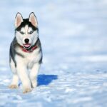 dog-2332240_1280