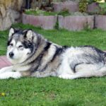 dorosły_alaskan_malamute