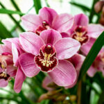 dreamstime_m_139834699_cymbidium
