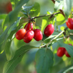 drin-obecny-cornus-mas-prodej-semen-3-ks.jpg