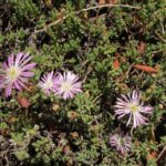 droshispidherb1