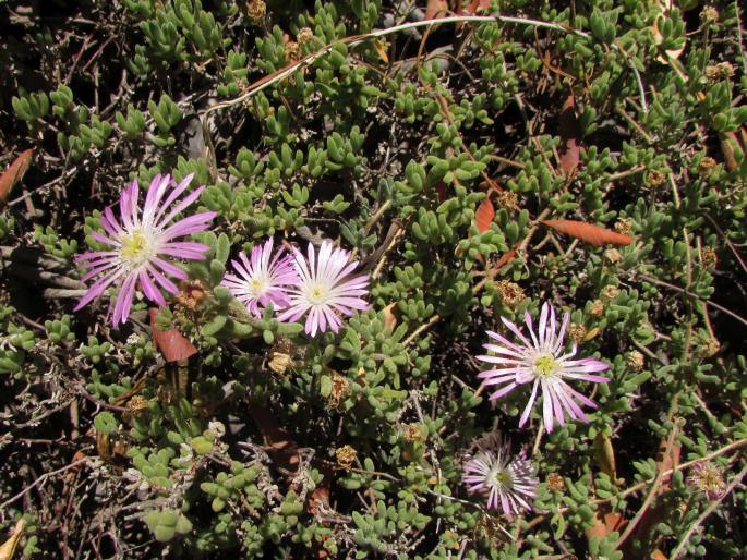 Drosanthemum kolbei