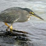 Butorides striatus sundevalli Linnaeus, 1758 (Isla Fernandina)