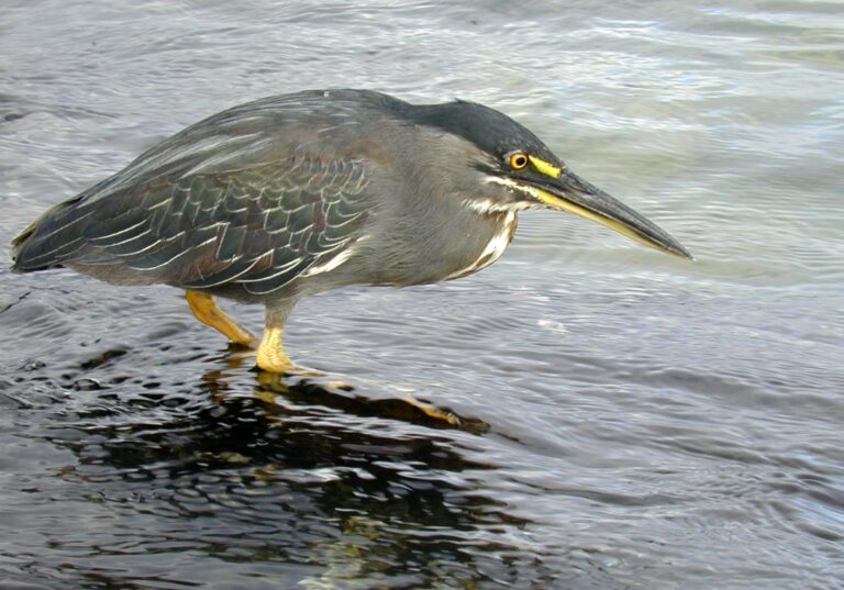 Butorides striatus sundevalli Linnaeus, 1758 (Isla Fernandina)