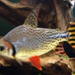 dupl_36007_dupl_27579_1478254676_365_semaprochilodus-taeniurus_37993_38453