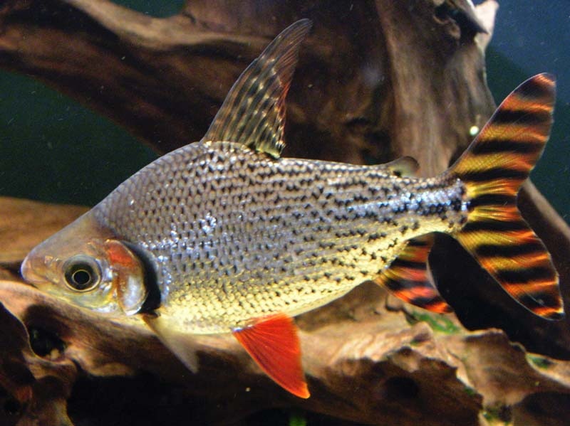 Prochilodus stuhovitý