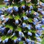 echicalliherb1
