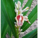 eetbare-tuin-edible-garden-alpinia-galanga-laos