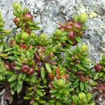 empetrumherb2
