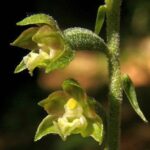 epipactmicroherb3