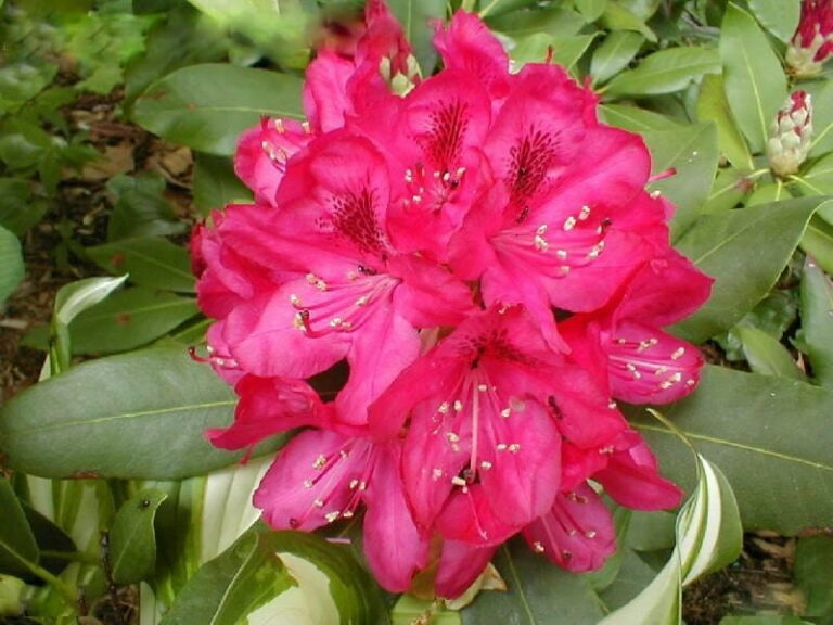 Rododendron ´america´ f2122bb6109f32daded65f35bfd33188