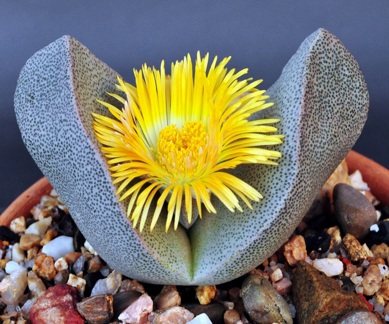 Pleiospilos bolusii