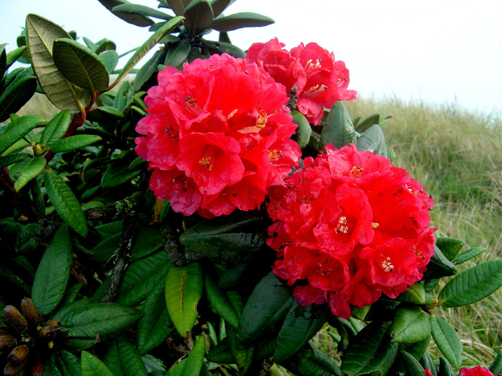 Rododendron arboreum