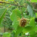 fagusenherb1