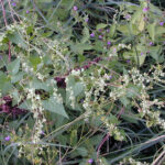 Fallopia dumetorum