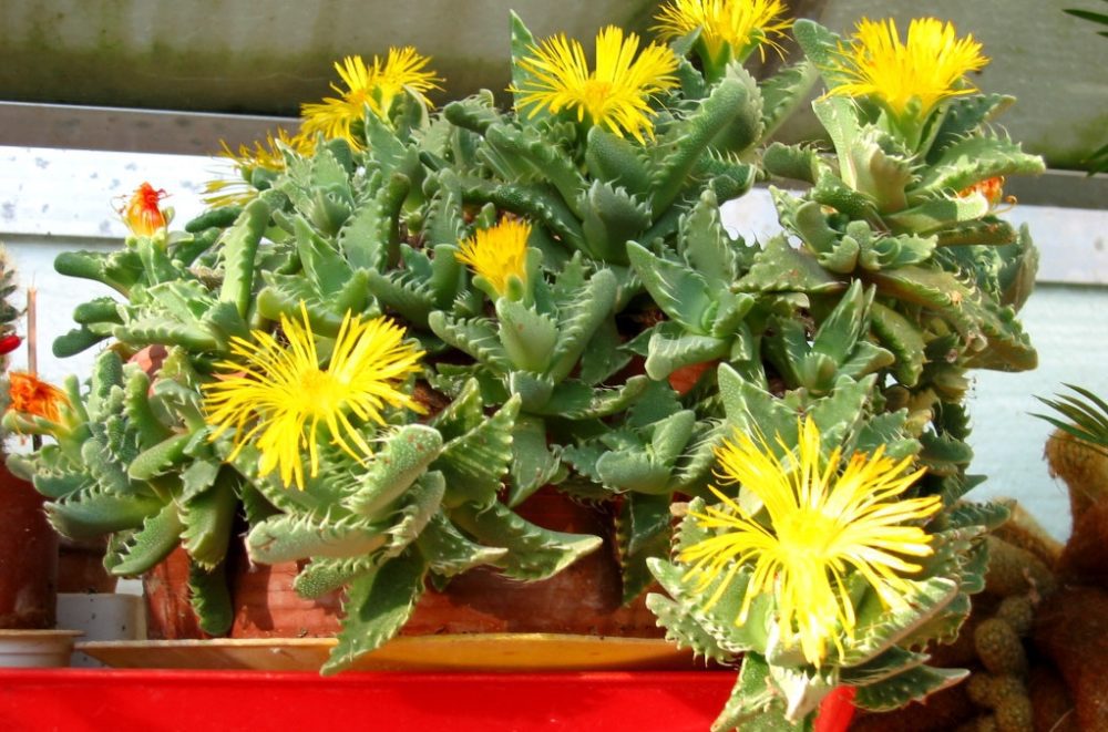 Faucaria tigrina