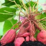 fresh-red-purple-sweet-potato-root-ipomoea-batatas-plant-growing-in-organic-soil-in-garden-700-321423866