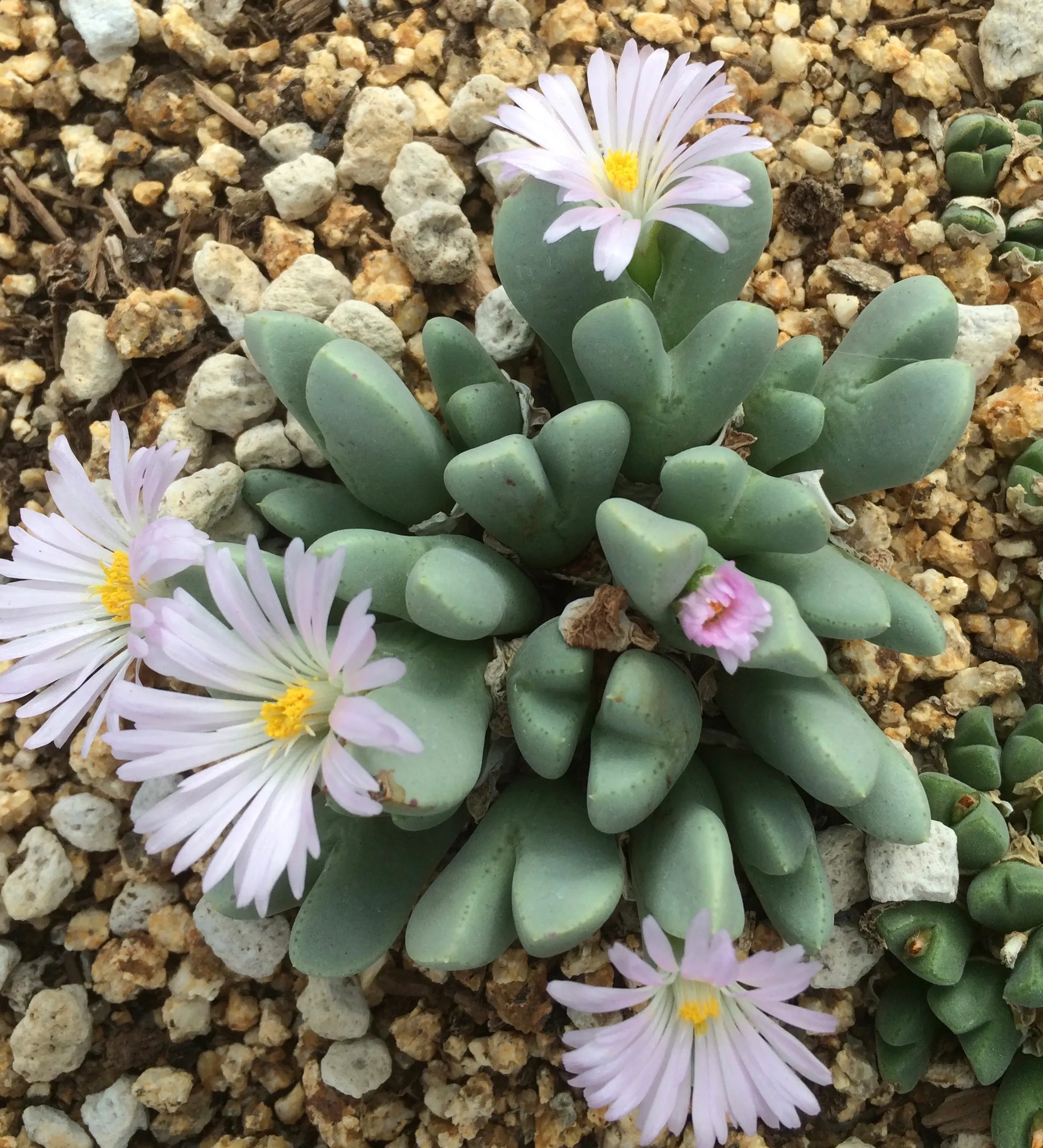 Conophytum calitzdorpense