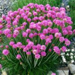 g932-Armeria-maritima