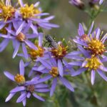 galatelherb1