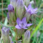 gentianellaamarherb1