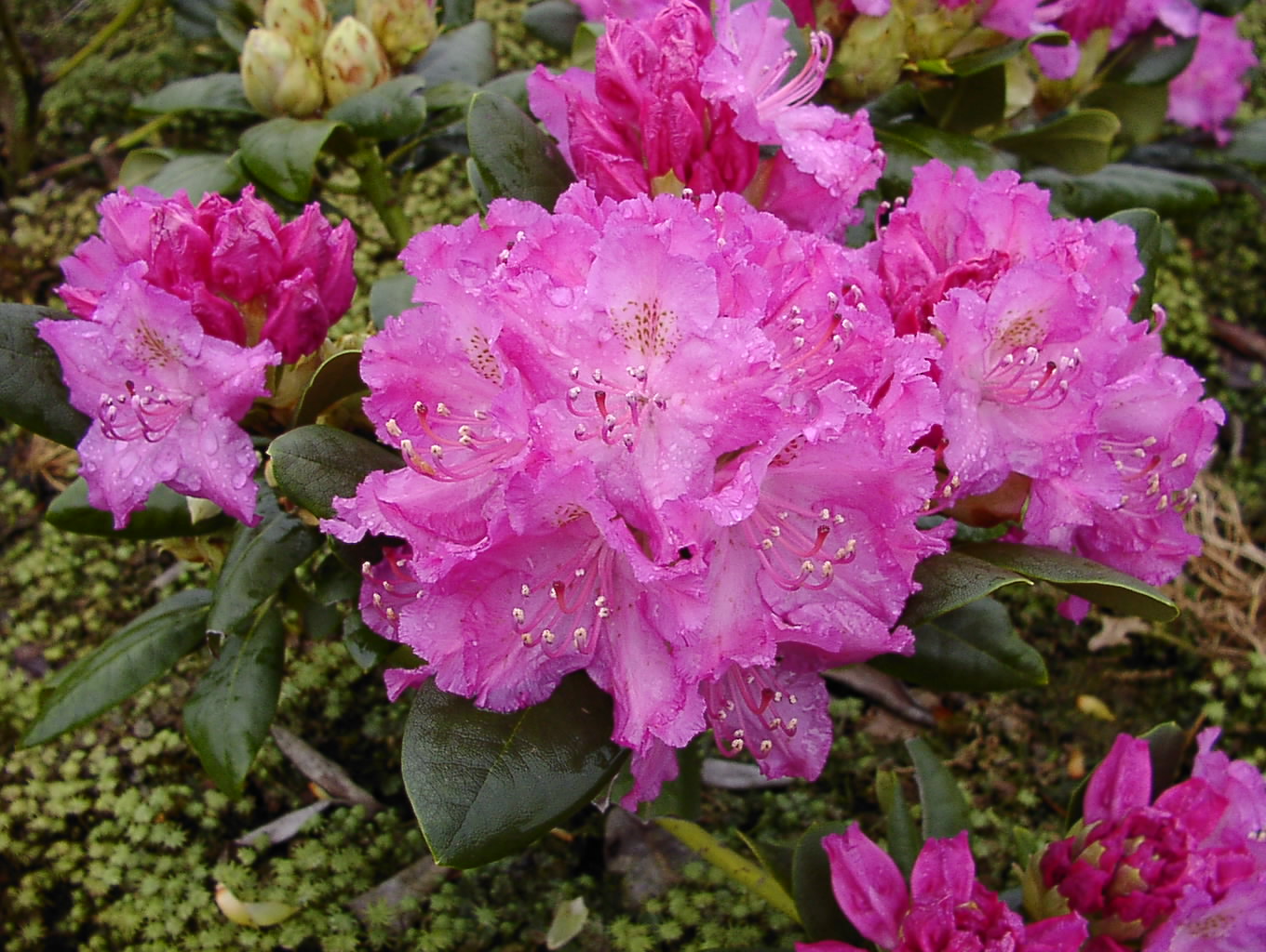 Rododendron ´omega´