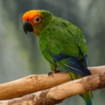 goldencapped-parakeet-aratinga-auricapilla-aurifrons-600nw-1782813635.jpg