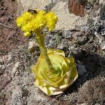 Grenovie dvoukruhá greendiplocycherb1