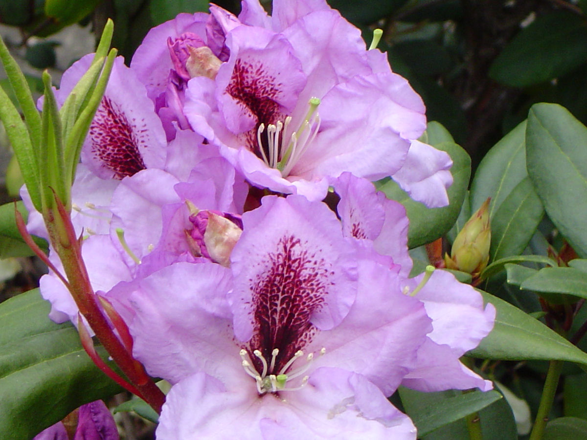 Rododendron ´artur bedford´