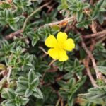 helianthemum-canum-2edma