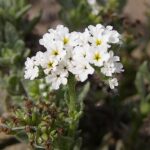 helioramherb1