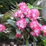 _home_zielono_public_html_media_kunena_attachments_1164_DSCN5746(Copy)-2