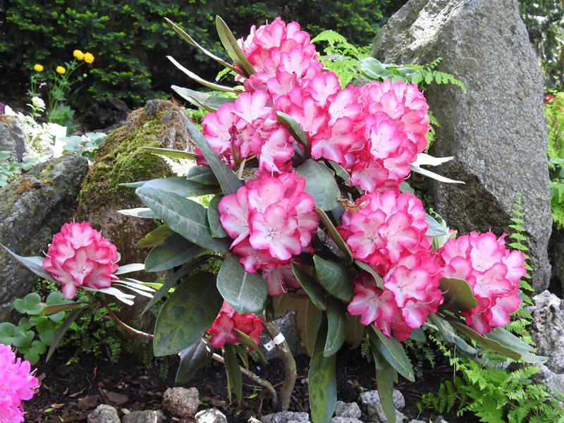 Rododendron ´ann lindsay´