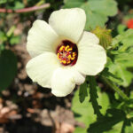 ibisek-trojdilny-hibiscus-trionum-semena-ibisku-5-ks.jpg
