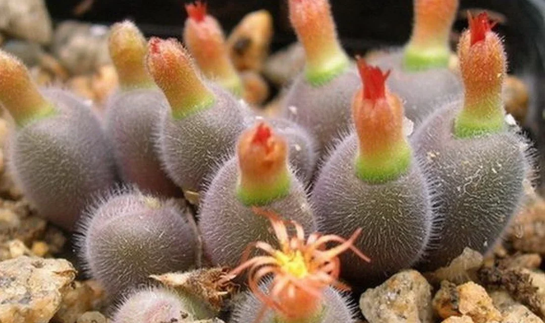 Conophytum stephanii