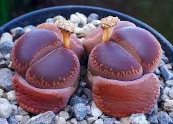 Lithops aucampiae