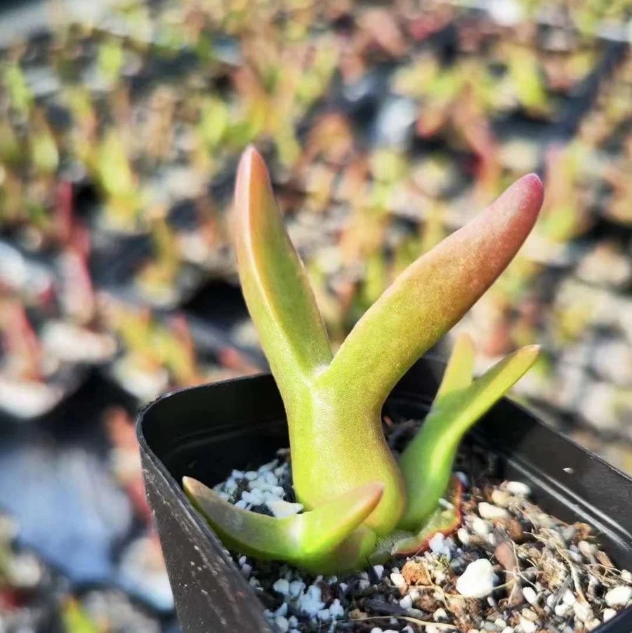 Mitrophyllum mitratum