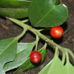 ilexcanarherb4